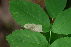 Fenusa ewaldi