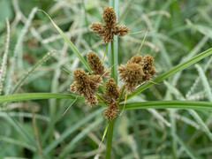 Cyperus glomeratus