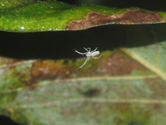 Uloborus