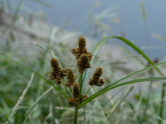 Cyperus glomeratus