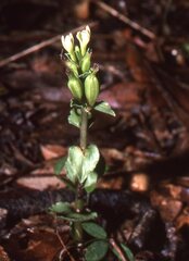 Triphora yucatanensis