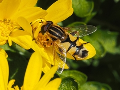 Helophilus latifrons