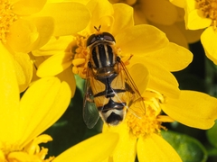 Helophilus latifrons
