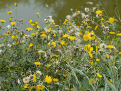 Sonchus brachyotus