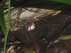 Heteropoda homstu