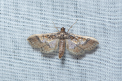 Hydriris ornatalis