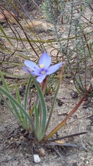 Aristea pusilla