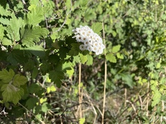 Spiraea dasyantha