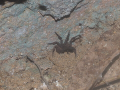 Cryptothele sundaica