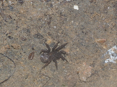 Cryptothele sundaica