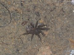 Cryptothele sundaica