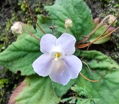 Gesneriaceae