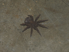 Cryptothele sundaica