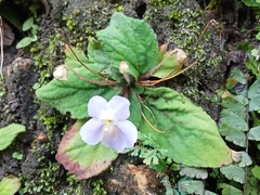 Gesneriaceae