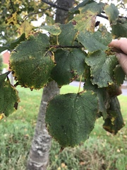 Tilia cordata