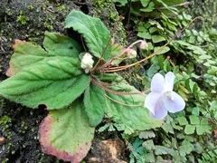 Gesneriaceae