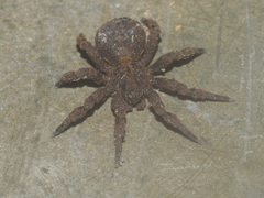 Cryptothele sundaica