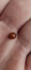 Harmonia axyridis