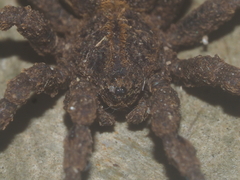 Cryptothele sundaica