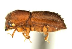 Xyleborus bispinatus