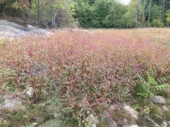 Persicaria extremiorientalis