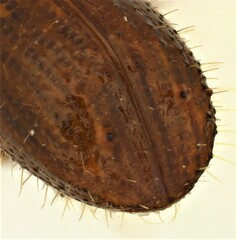 Xyleborus bispinatus