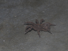 Cryptothele sundaica