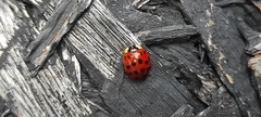 Harmonia axyridis