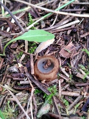 Humaria hemisphaerica