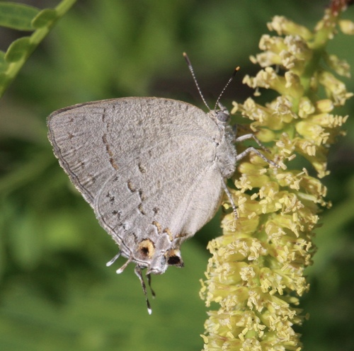 Sonoran Hairstreak