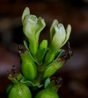Triphora yucatanensis