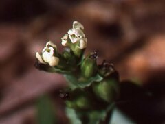 Triphora yucatanensis