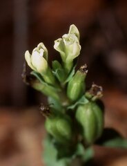 Triphora yucatanensis