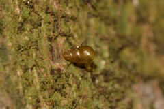 Tornatellinops