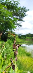 Urothemis signata