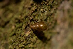 Tornatellinops
