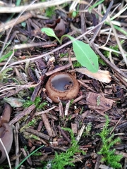 Humaria hemisphaerica