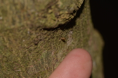 Tornatellinops