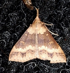 Renia discoloralis