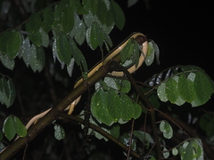 Dendrelaphis caudolineatus