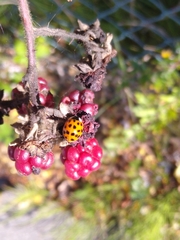 Harmonia axyridis