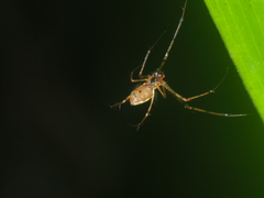 Tylorida
