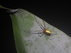 Tylorida