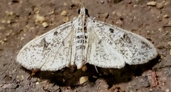 Palpita freemanalis