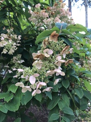 Hydrangea paniculata