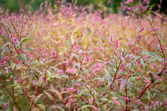 Persicaria extremiorientalis