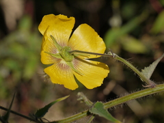 Abutilon persicum