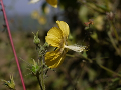 Abutilon persicum