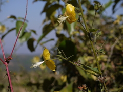 Abutilon persicum