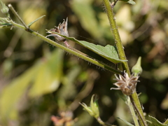 Abutilon persicum